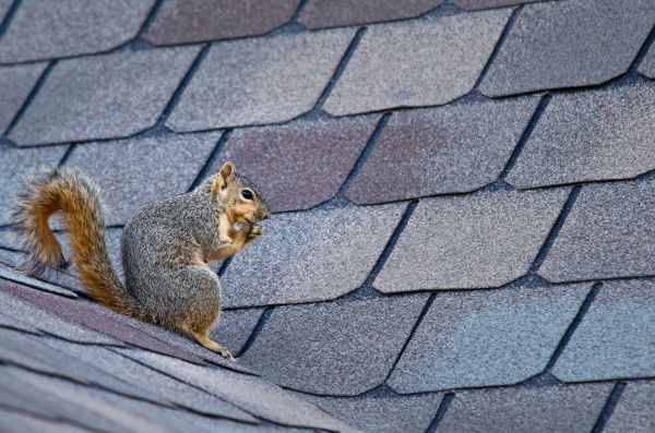 Appleton Wildlife Removal